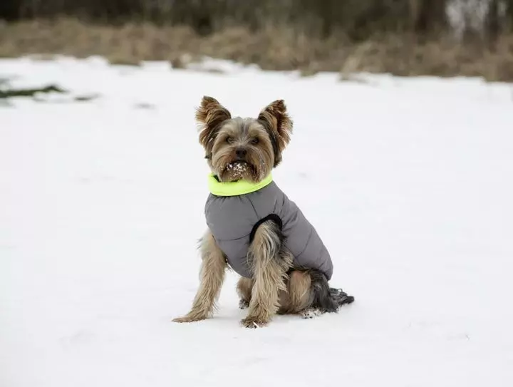 Agrihealth Charmonix Quilted Dog Jacket Grey/Neon Yellow Agrihealth Charmonix Quilted Dog Jacket Grey/Neon Yellow -Royal Canin Store agrihealth charmonix quilted dog jacket greyneon yellow vznc.jpg