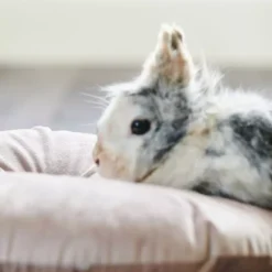 Beaphar RabbitComfort Calming Spray -Royal Canin Store beaphar rabbitcomfort calming spray un5n.jpg