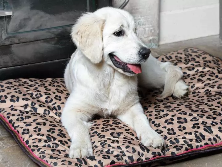 Digby & Fox Waterproof Dog Bed Leopard Digby & Fox Waterproof Dog Bed Leopard -Royal Canin Store digby fox waterproof dog bed leopard 3fnq.jpg