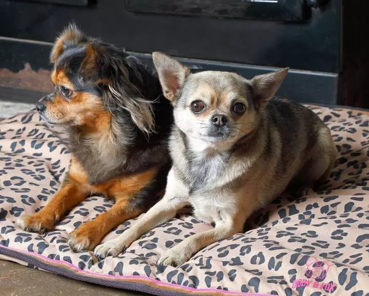 Digby & Fox Waterproof Dog Bed Leopard Digby & Fox Waterproof Dog Bed Leopard -Royal Canin Store digby fox waterproof dog bed leopard