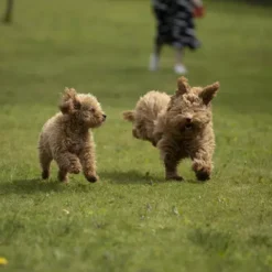 Dorwest JointWell Tablets For Dogs And Cats 4 Dorwest JointWell Tablets For Dogs And Cats -Royal Canin Store dorwest jointwell tablets 3csb.jpg