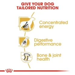 ROYAL CANIN® Great Dane Adult Dry Dog Food -Royal Canin Store great dane p3kg.jpg