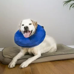 KONG Cloud Inflatable Dog & Cat Collar -Royal Canin Store kong cloud inflatable dog collar gdvp.jpg