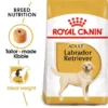 ROYAL CANIN® Labrador Retriever Adult Dry Dog Food